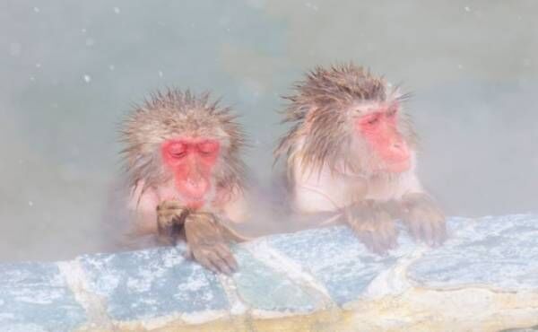 温泉に入る二匹の猿