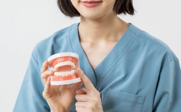 模型を使い説明する歯科医師のイメージ