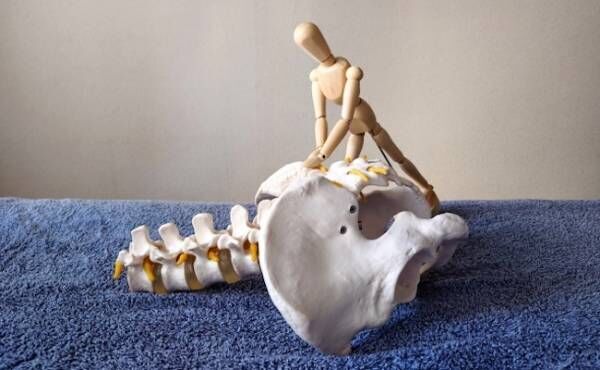 骨盤の模型と人形