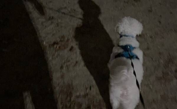 夜の犬の散歩