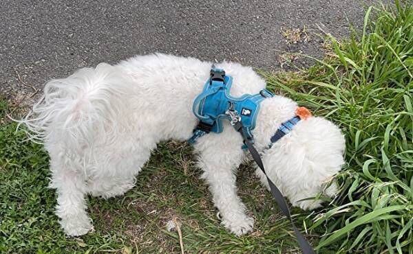 散歩中に草に興味を持つ犬