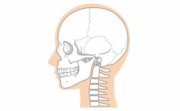 頭蓋骨のイメージ