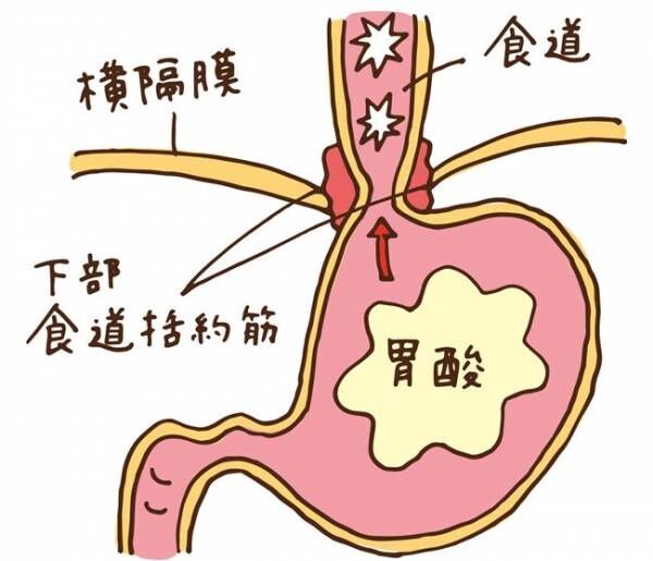 食道と胃の図