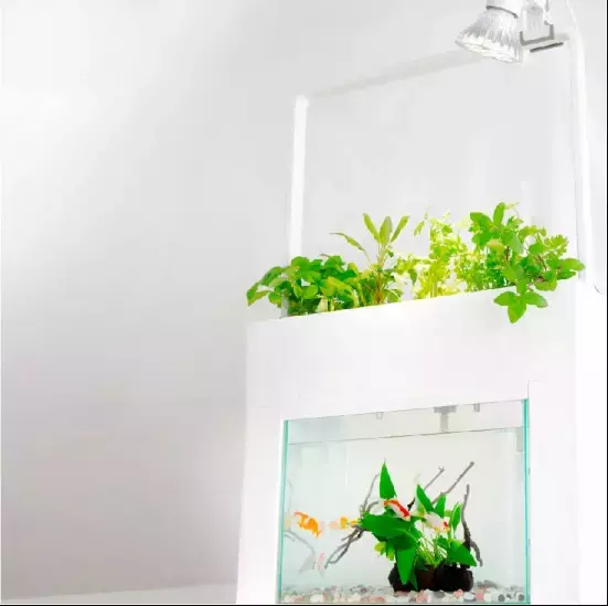 魚が育てる！？「有機野菜・ハーブ」栽培キット