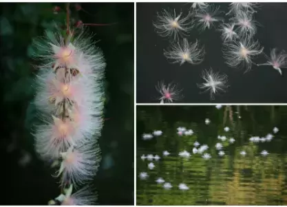 「ホテルニラカナイ西表島」でサガリバナ観賞クルーズを体験