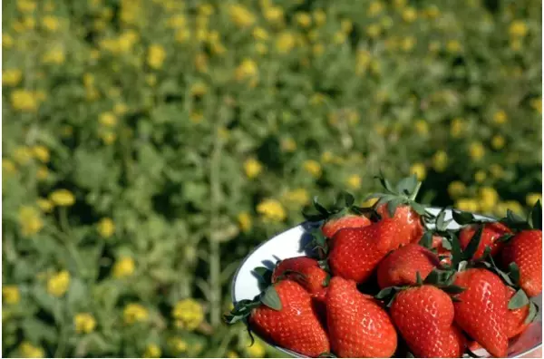 伊豆市のホテルが冬期限定プランを発売