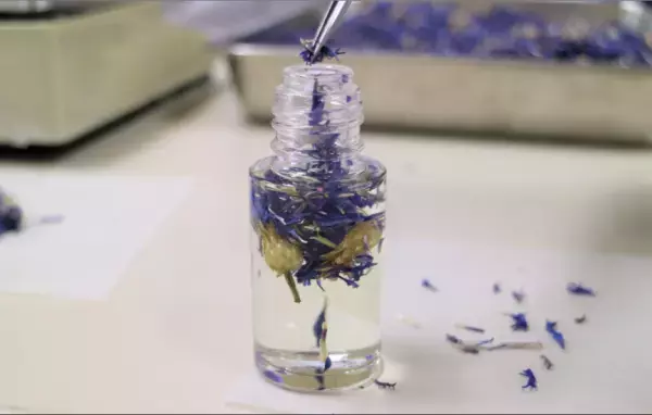 【1日】THE HERBSが天然美容オイルを限定販売【限り】