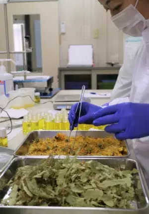 【1日】THE HERBSが天然美容オイルを限定販売【限り】