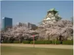 桜の名所・大阪城公園で女性限定「花見ヨガ」を開催