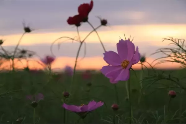 満開の花と過ごすフォトジェニックな1日