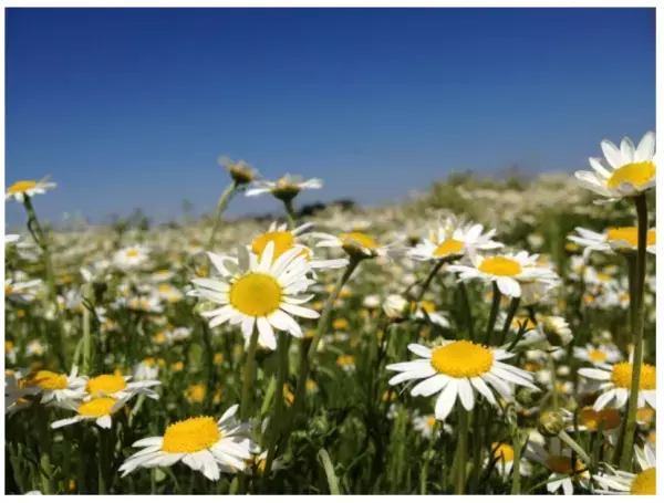 「ザ・ボディショップ」がクレンジングを新発売