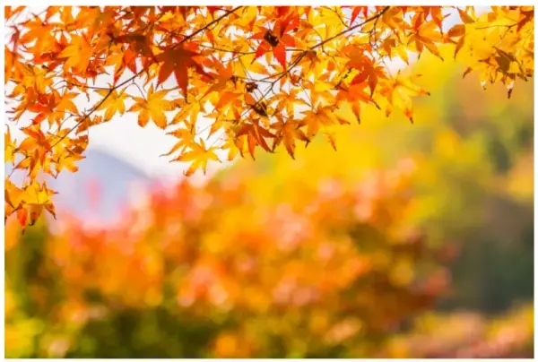 【熱海】愛犬とおトクに楽しむ「秋のアウトドア」