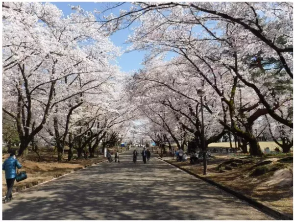 「桜の名所」でグランピング体験