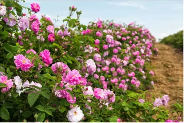 「ダマスクローズ」が日本で通常販売をスタート