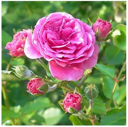 「ダマスクローズ」が日本で通常販売をスタート