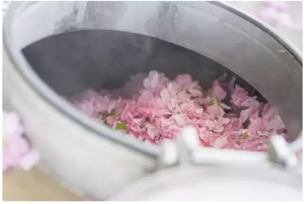 「ダマスクローズ」が日本で通常販売をスタート