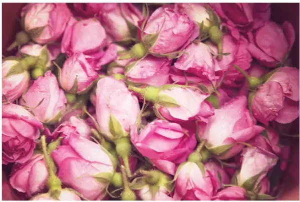 「ダマスクローズ」が日本で通常販売をスタート