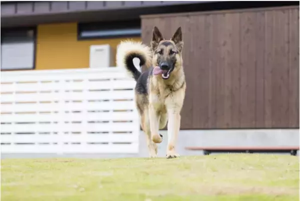 【静岡】「Ufufu Village」がペット同伴可能に