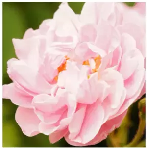 朝摘み「オーガニックローズ」をぜいたくに使った化粧水