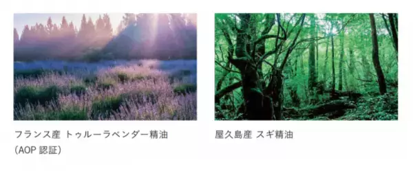 「精油」の力で眠りを変える