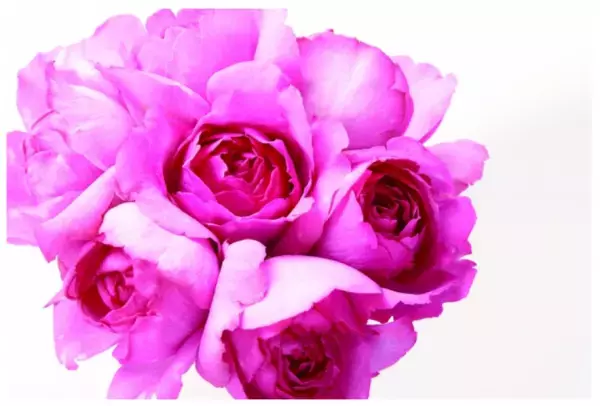 女性用スキンケアブランドが新製品を発売