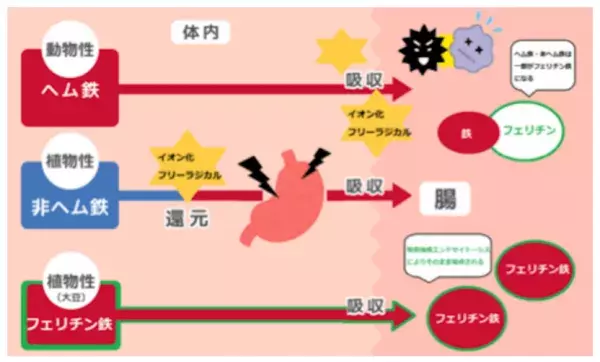 世界初！体内に「鉄分」を蓄えるサプリメント