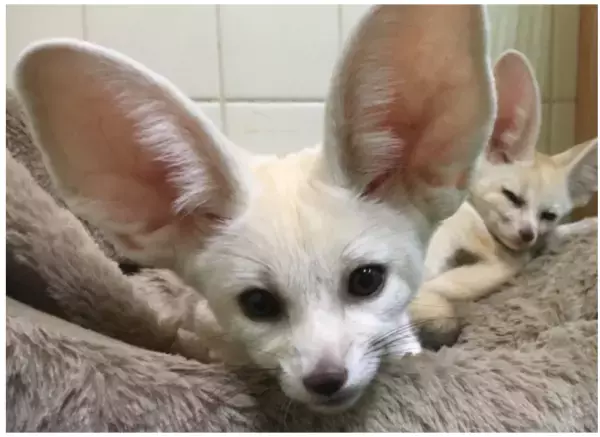 伊豆の4施設が春のキャンペーンを実施