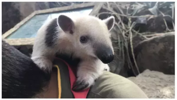 伊豆の4施設が春のキャンペーンを実施