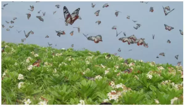 「自然共生型」アウトドア施設がオープン