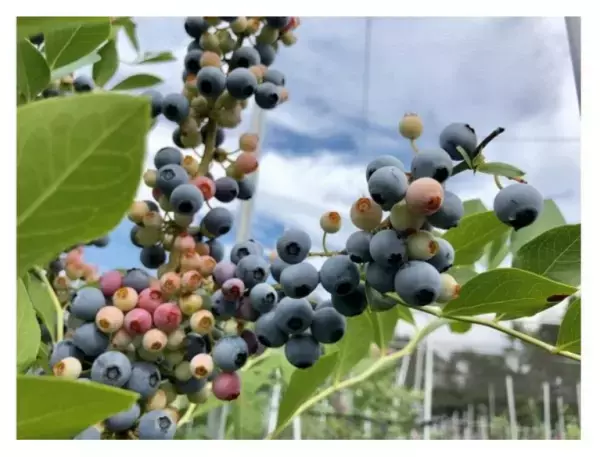 「名古屋城」を眺めながら、グランピングで夏の終わりを満喫！