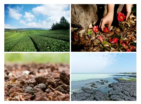 「innisfree」今年の限定パウダーはメントスとのコラボ！