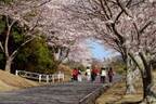 つま恋リゾート「彩の郷の桜」早咲きの桜など自然の景色で春先取り