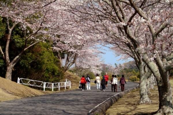 つま恋リゾート「彩の郷の桜」早咲きの桜など自然の景色で春先取り
