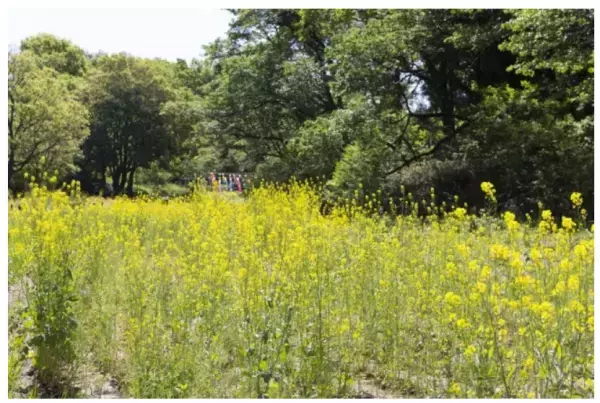 今年で4年目！「ガーデンネックレス横浜 2020」