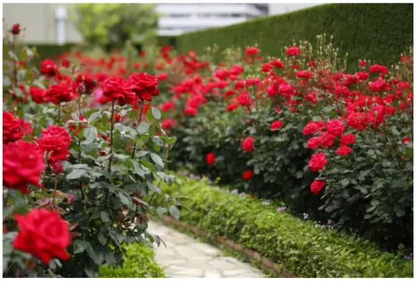 「レッドローズガーデン」が3日だけの限定公開