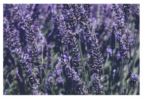 肌にも地球にもやさしい「オーガニックバーム」が登場