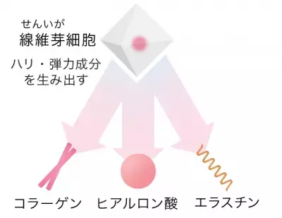 美容研究家も注目！年齢を重ねた肌悩みに、線維芽細胞を活性化する「ローズマリー発酵エキス」