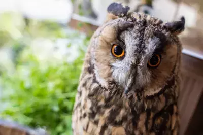 若い世代は飼育意向が強い「エキゾチックペット」感染症や密輸の問題も