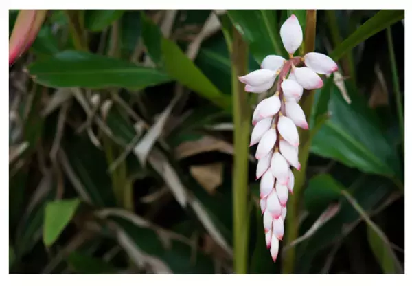 「月桃」を使ったオーガニックケアブランドが始動