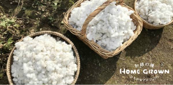 コットン栽培からTシャツづくりまで体験できる！和綿の種プロジェクトが始動