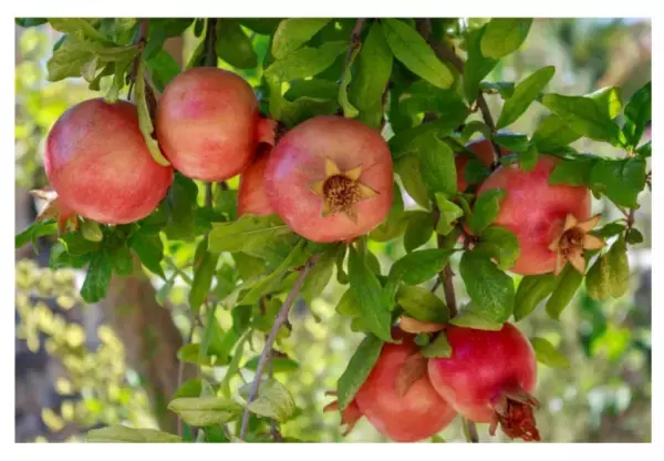 ジャムでもジュースでもない！「ざくろタイム」登場