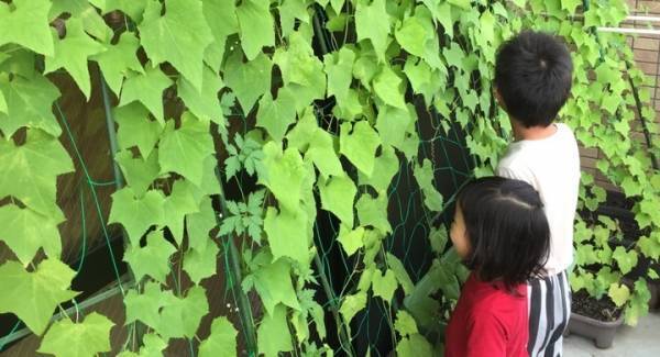 グリーンカーテンでおうちSDGs！ネオナチュラルがヘチマの種無料配布