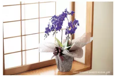 世界初の青色コチョウラン「Blue Gene(R)(ブルージーン)」今年最高の花に与えられる 日本フラワー・オブ・ザ・イヤー2022を受賞