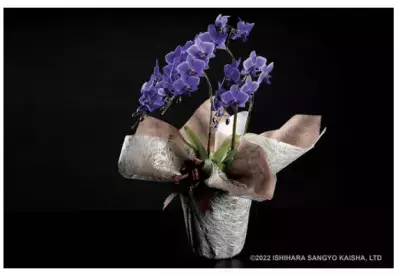 世界初の青色コチョウラン「Blue Gene(R)(ブルージーン)」今年最高の花に与えられる 日本フラワー・オブ・ザ・イヤー2022を受賞