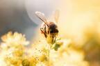 ゲランが世界ミツバチの日に約1.3億円を寄付