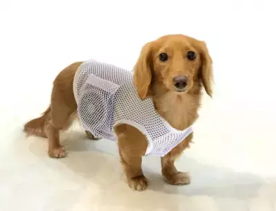 世界初！海外メディアも大注目のペットの熱中症対策アイテム 「空調ペット服 COOL DOG(R)」に大型犬用ダブルFANタイプと 納涼浴衣タイプの2バージョン追加発売！