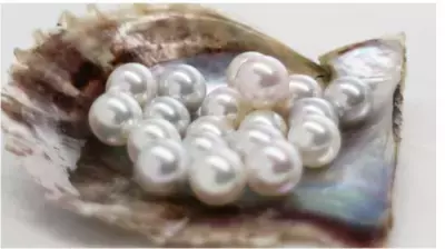 “あこや真珠ガチャ(R)”が 11/1～3か月間限定「大当たりガチャキャンペーン」を開催！