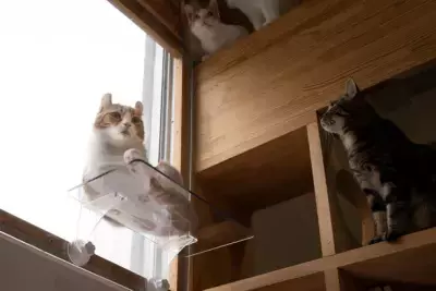 猫のムッチリおなかと肉球がまる見え！吸盤式窓用キャットステップ11月1日発売