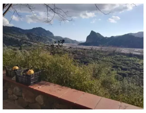 「ARTQ ORGANICS」が「かんきつ類フェア」を実施中