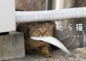 猫が魚をくわえた写真集「どら猫」が10月19日に発売